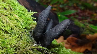 próchnilec maczugowaty, grzyby Xylaria polymorpha
