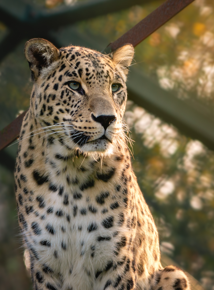 lampart z zoo Beekse Bergen