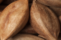 Orzechy pili