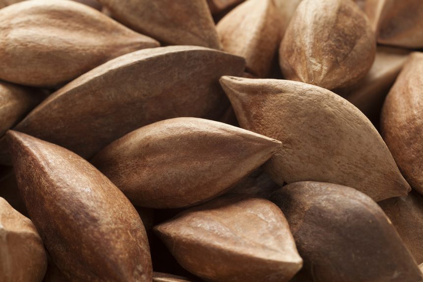 Orzechy pili