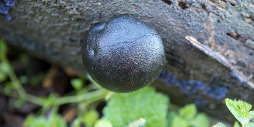 grzyb Daldinia concentrica, warstwiak zwęglony