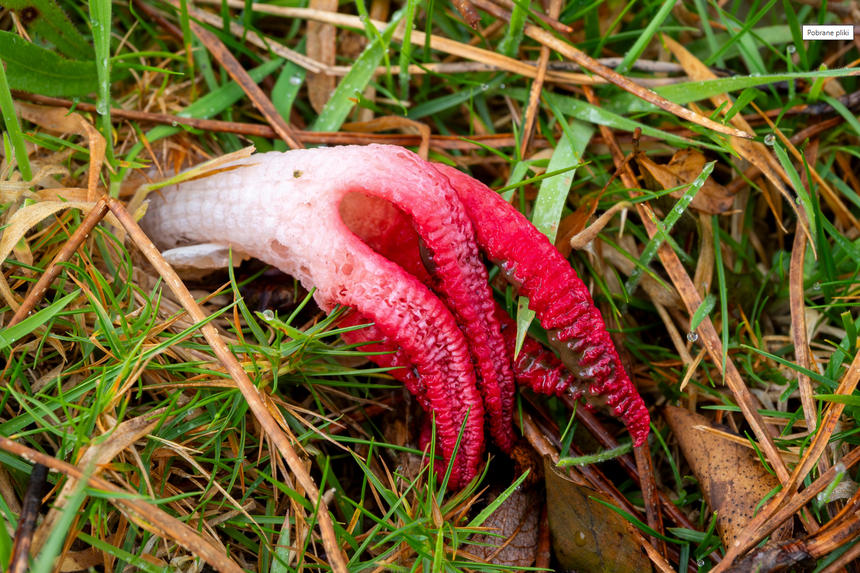 okratek australijski, grzyby Clathrus archeri