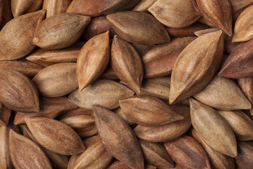 Orzechy pili