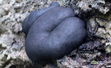grzyby Daldinia concentrica, warstwiak zwęglony