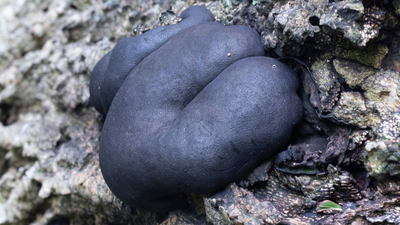 grzyby Daldinia concentrica, warstwiak zwęglony