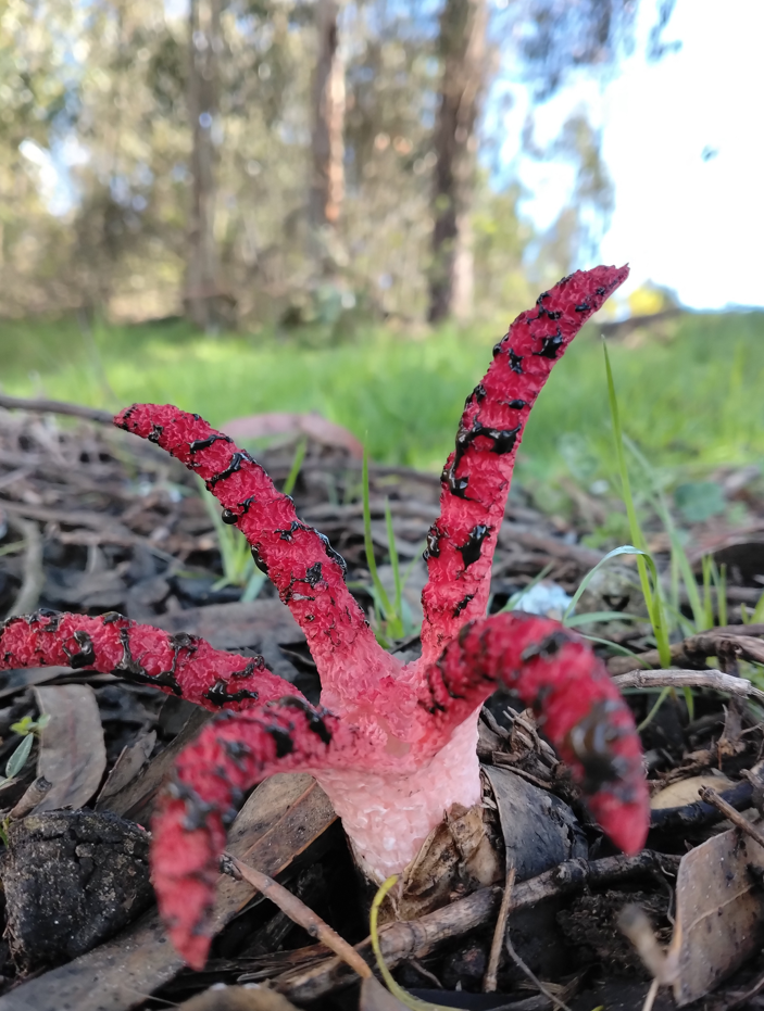 grzyb okratek australijski