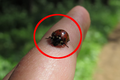 Biedronka azjatycka Harmonia axyridis