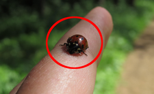 Biedronka azjatycka Harmonia axyridis