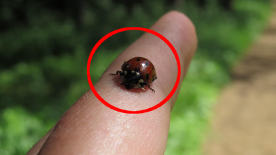 Biedronka azjatycka Harmonia axyridis