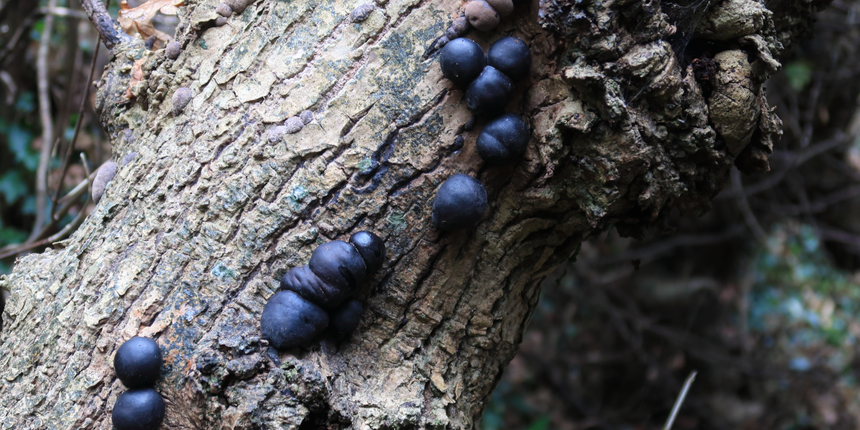 grzyb Daldinia concentrica na pniu drzewa
