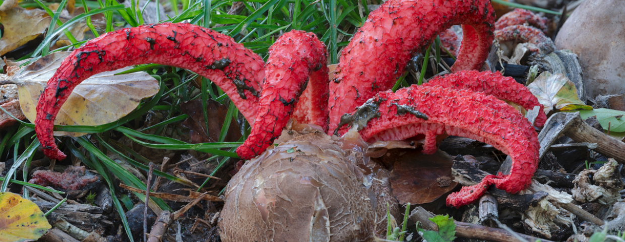 grzyb okratek australijski Clathrus archeri