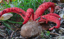 grzyb okratek australijski Clathrus archeri