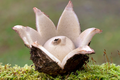 grzyb gwiazdosz frędzelkowany Geastrum fimbriatum