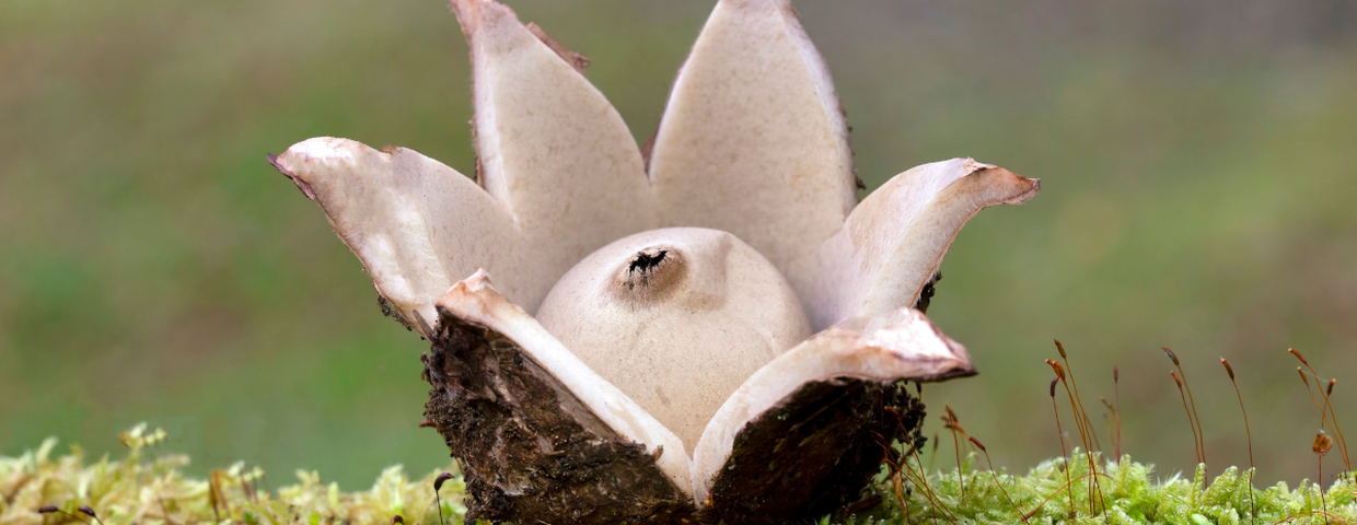 grzyb gwiazdosz frędzelkowany Geastrum fimbriatum