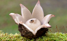 grzyb gwiazdosz frędzelkowany Geastrum fimbriatum