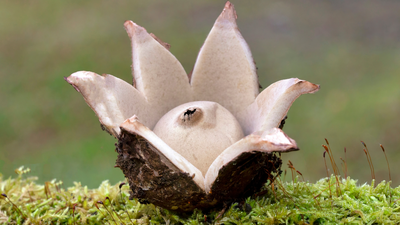 grzyb gwiazdosz frędzelkowany Geastrum fimbriatum