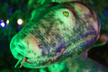 Titanoboa to największy wąż w historii świata