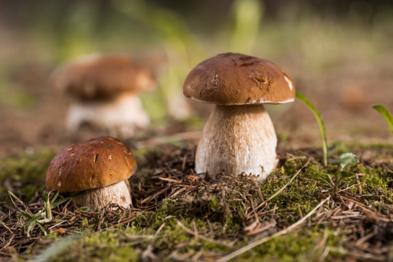 PhotoJuli86/Shutterstock